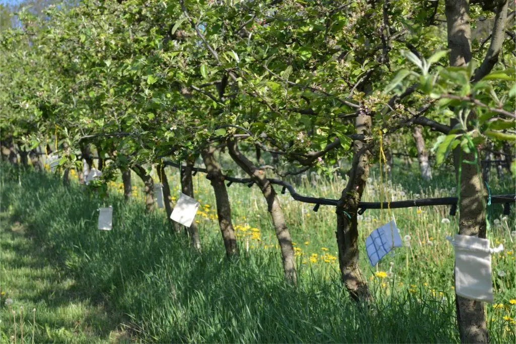 Visita al frutteto La Fragolina